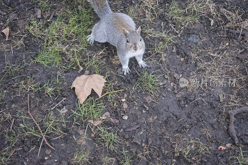 东部灰松鼠(Sciurus carolinensis)